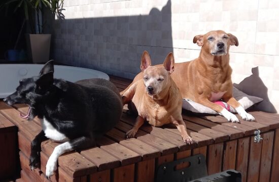 Três cachorros tomando sol a beira da piscina