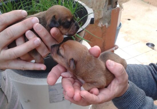 segurando duas filhotes de cachorro 